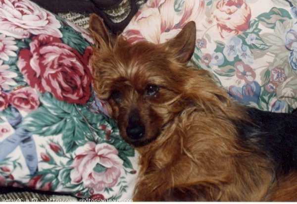 Photo de Yorkshire terrier