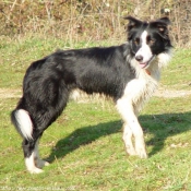 Photo de Border collie