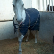 Photo de Poney franais de selle