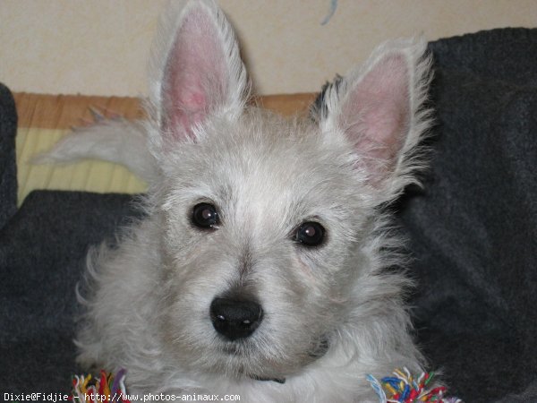 Photo de West highland white terrier