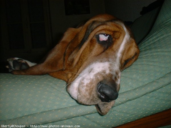 Photo de Basset hound