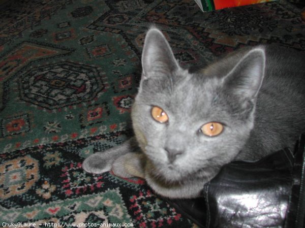 Photo de Chartreux