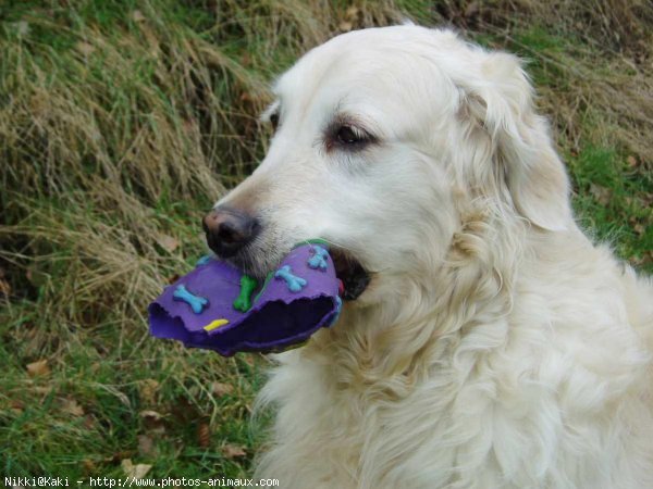 Photo de Golden retriever