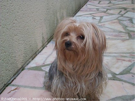 Photo de Yorkshire terrier