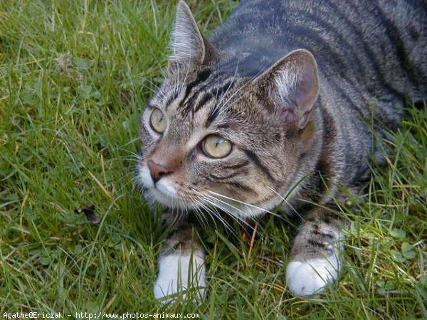 Photo de Chat domestique