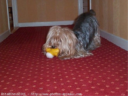 Photo de Yorkshire terrier