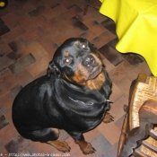 Photo de Rottweiler