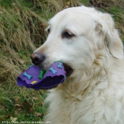 Photo de Golden retriever