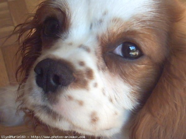 Photo de Cavalier king charles spaniel