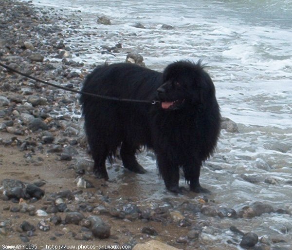 Photo de Chien de terre-neuve