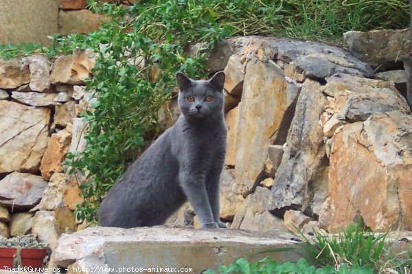 Photo de Chartreux