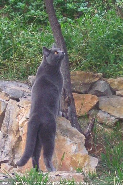 Photo de Chartreux