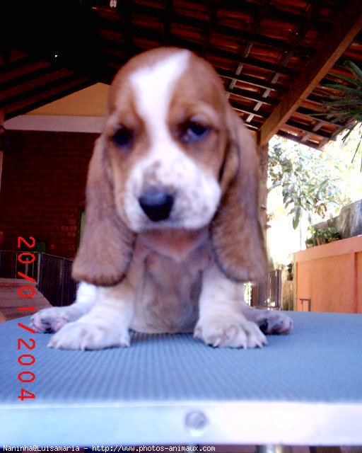 Photo de Basset hound