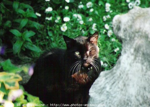 Photo de Chat domestique