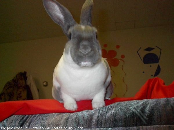 Photo de Lapin