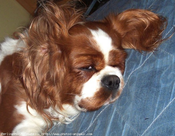 Photo de Cavalier king charles spaniel