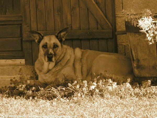 Photo de Berger belge malinois