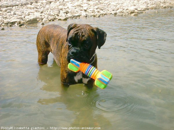 Photo de Boxer