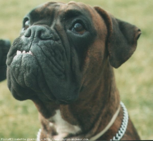 Photo de Boxer