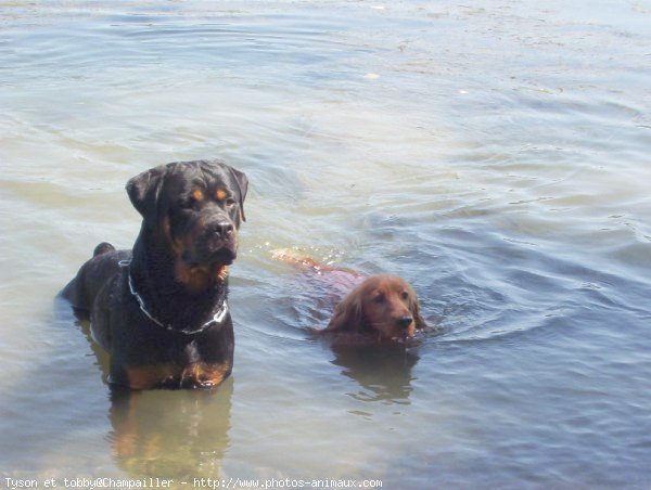 Photo de Rottweiler