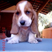 Photo de Basset hound