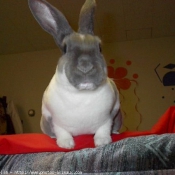 Photo de Lapin