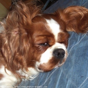 Photo de Cavalier king charles spaniel