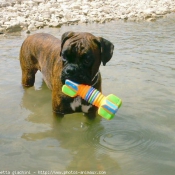 Photo de Boxer