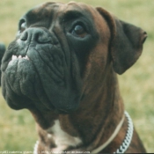 Photo de Boxer