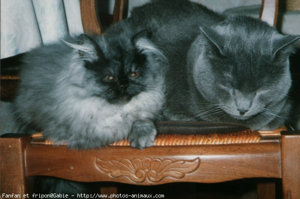 Photo de Chartreux