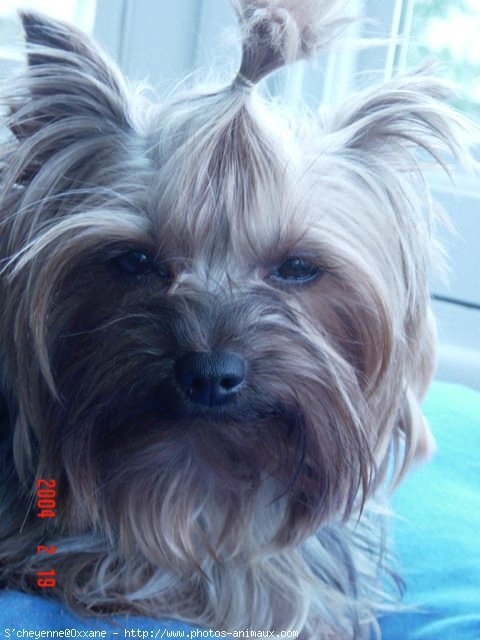 Photo de Yorkshire terrier