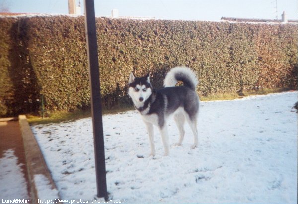 Photo de Husky siberien