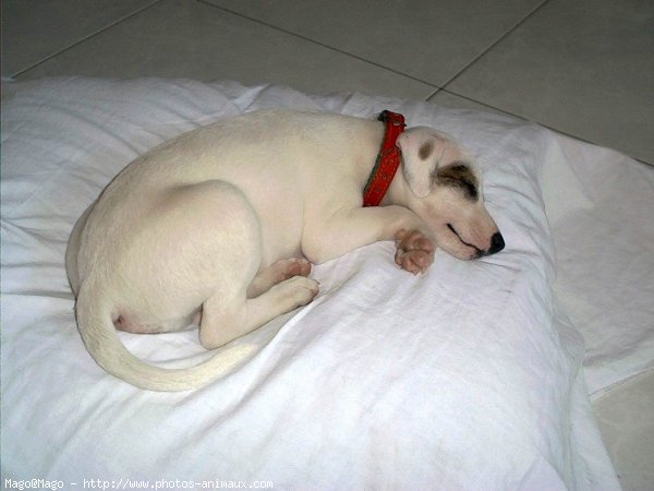 Photo de Whippet