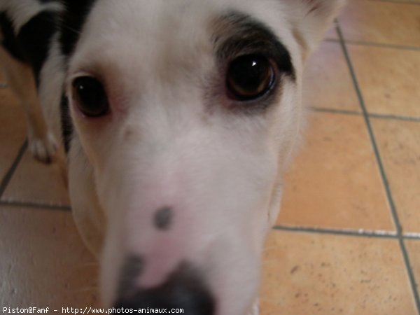 Photo de Jack russell terrier