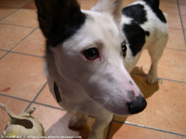 Photo de Jack russell terrier