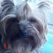 Photo de Yorkshire terrier