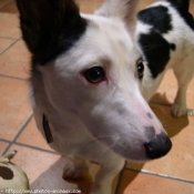 Photo de Jack russell terrier