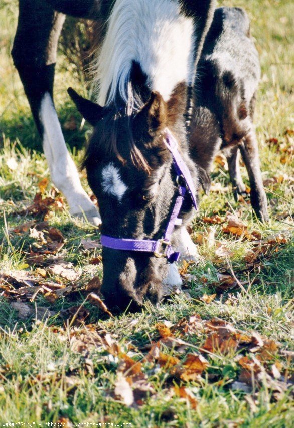 Photo de Paint horse