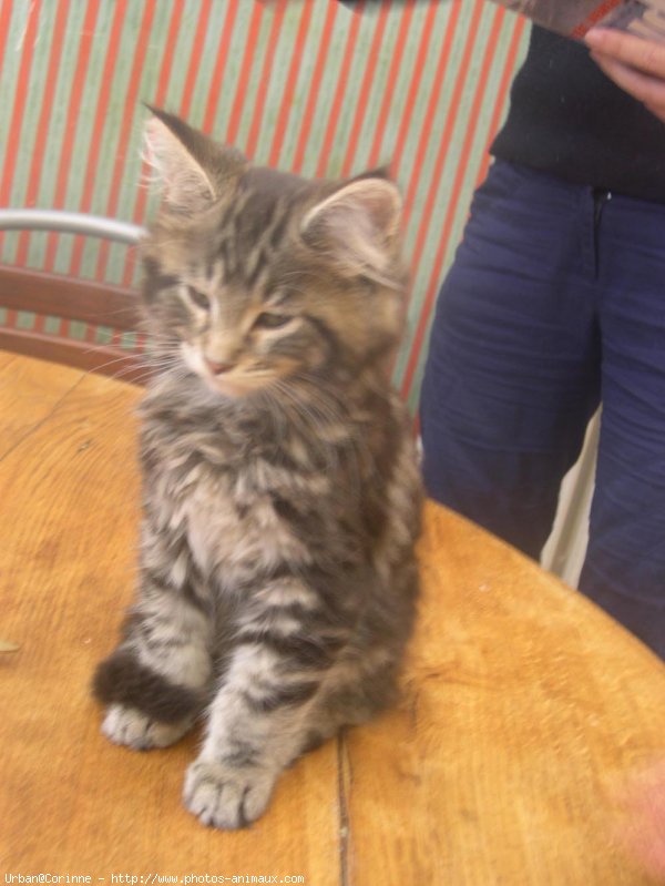 Photo de Maine coon