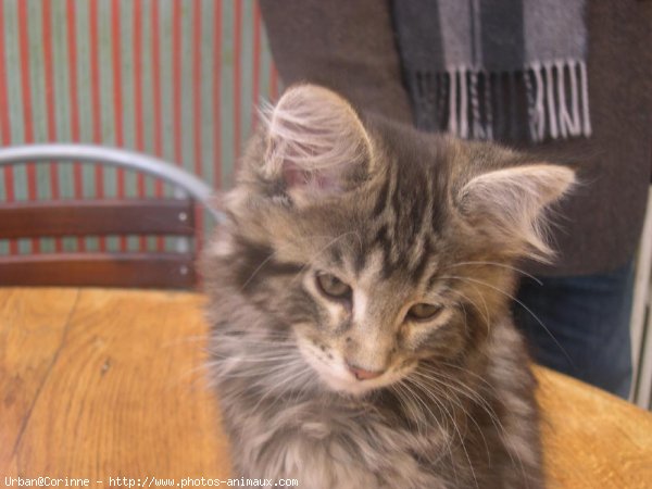 Photo de Maine coon