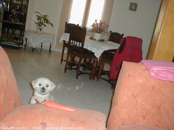 Photo de Lhassa apso