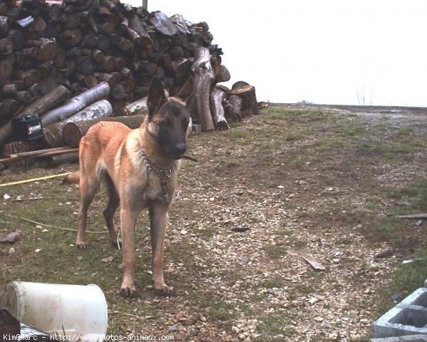 Photo de Berger belge malinois