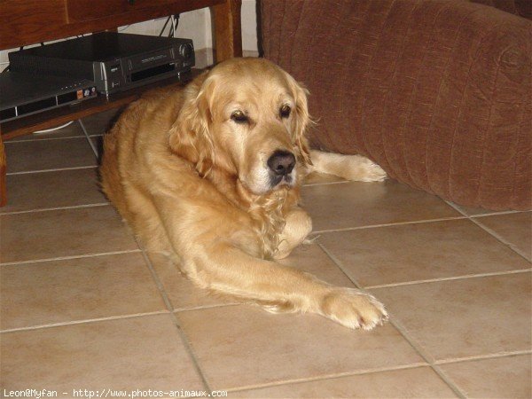 Photo de Golden retriever