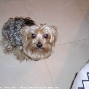 Photo de Yorkshire terrier