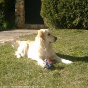 Photo de Golden retriever