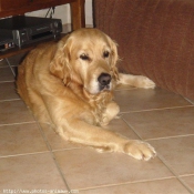 Photo de Golden retriever