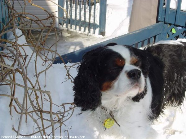 Photo de Cavalier king charles spaniel