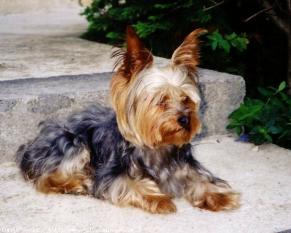 Photo de Yorkshire terrier