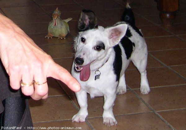 Photo de Jack russell terrier