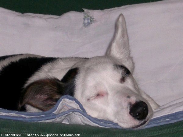 Photo de Jack russell terrier